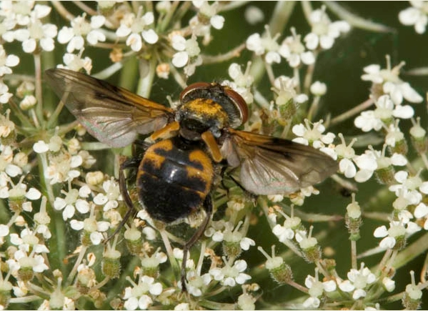 Ectophasia crassipennis (Tachinidae)